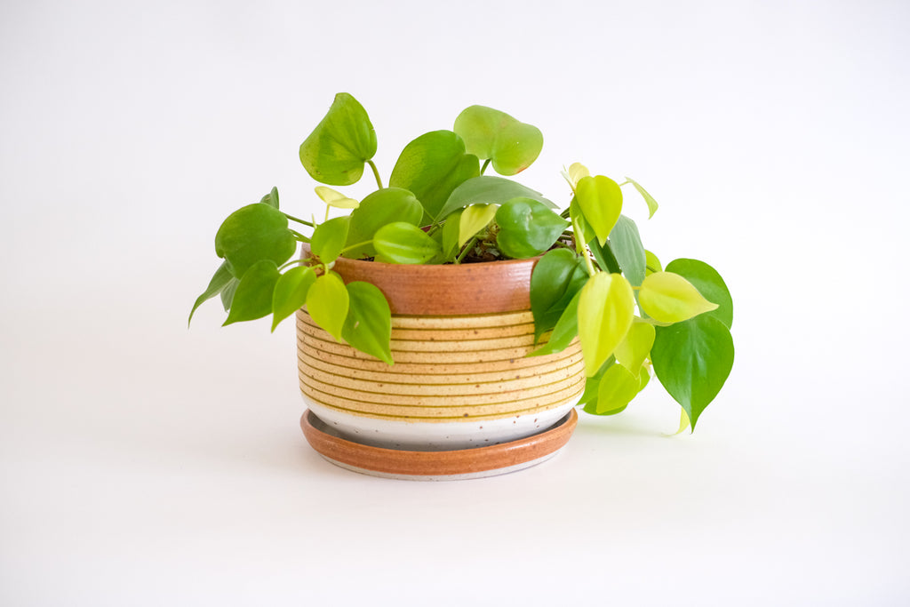 Planter in Pumpkin and Sand